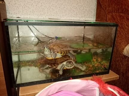 Отдам бесплатно черепах с аквариумом