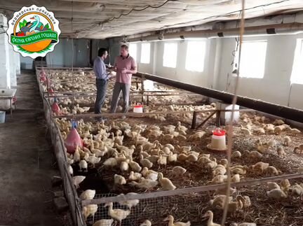 Кролик копчённый