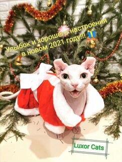Котята Канадского сфинкса, Эльфы, Двэльфы и Бамбин