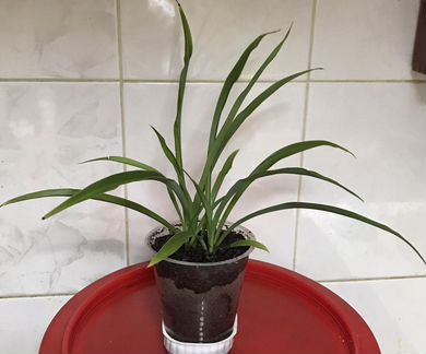 Рэо жёлтое,хлорофитум хохлатый