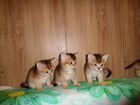 Шотландские золото тикированный котятки объявление продам