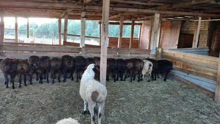 Овцы, бараны, ягнята и козы - фотография № 6