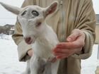 Обезроживание коз и козлят в возрасте 5-10 дней