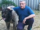 Кавказская овчарка объявление продам