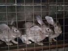 Кролики 5 месяцев