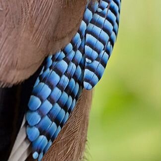 Olympus ED 100-400mm f/5-6.3 IS Pro M.Zuiko