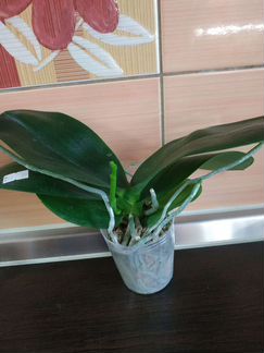 Орхидея фаленопсис Sogo Grape