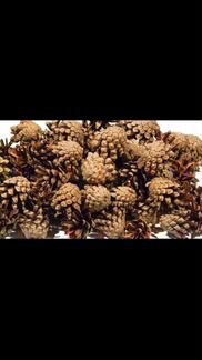 Шишки сосновые