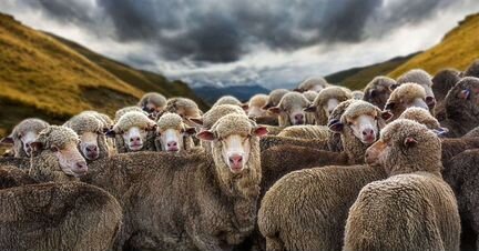 Овцы живьём и мясом