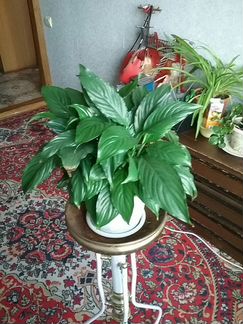 Женское счастье