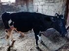 Корова дойная с теленком(бычок, 8месячный)