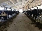 Продажа молочно-товарной фермы