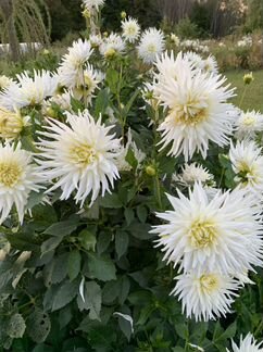 Клубни георгина белого