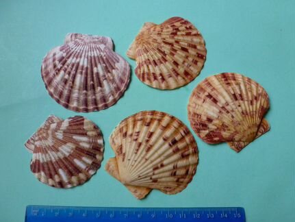 Морские гребешки Annachlamys striatula