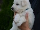 Высокопородные щенки Белой Швейцарской Овчарки объявление продам