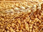Пшеница.солома