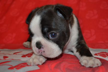 Щенки бостон-терьера