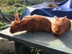 Продам кроликов новозеландских красных на племя объявление продам