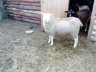 Овцы дорпер и тексель объявление продам