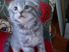 Шотландская вислоухая кошка бесплатно объявление продам