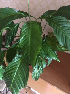 Спатифиллум (женское счастье)