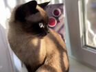 Кошечка ищет сиамского котика для вязки