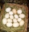 Инкубационное яйцо китайской шелковой объявление продам