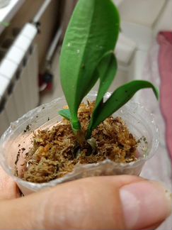 Продам орхидею Sophronitis wittigiana