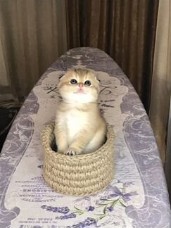 Шотландская вислоухая кошка