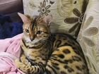 Бенгальская кошка объявление продам