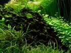 Растения для аквариума, Аквалеон - (Томск) объявление продам