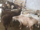 Бараны,овцы, ягнята оптом в розницу мясом