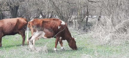 Корова стельная, бычок - фотография № 2