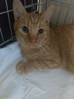 Рыжик хочет домой