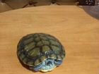 Черепаха красноухая(порода) объявление продам
