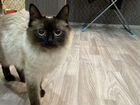 Сиамская кошка бесплатно объявление продам