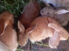 Кролики смесь новозеландская и великан голд