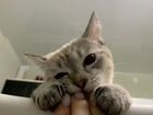 Тайская кошка вязка